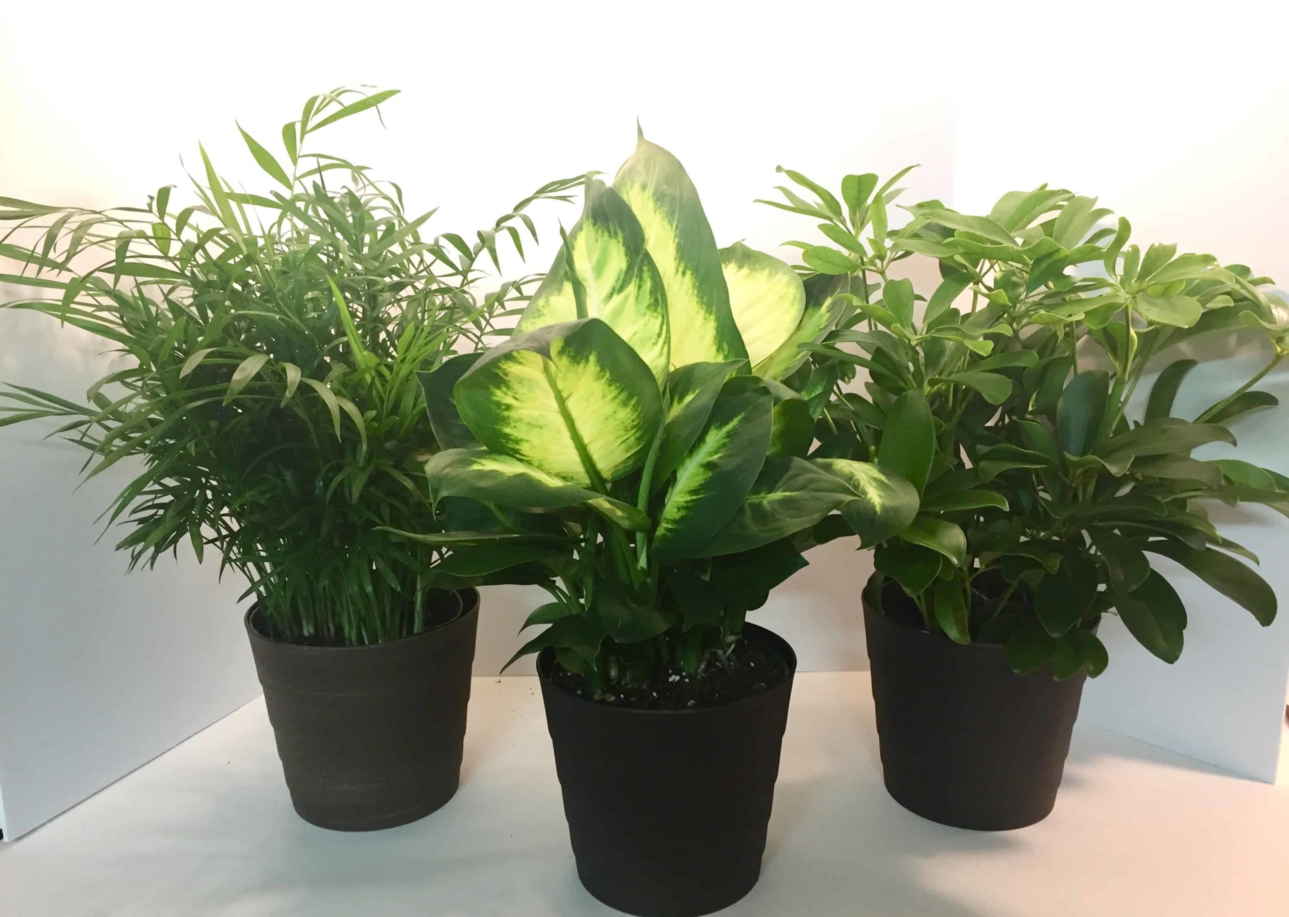 Green Plants - Calumet Floral & Gifts