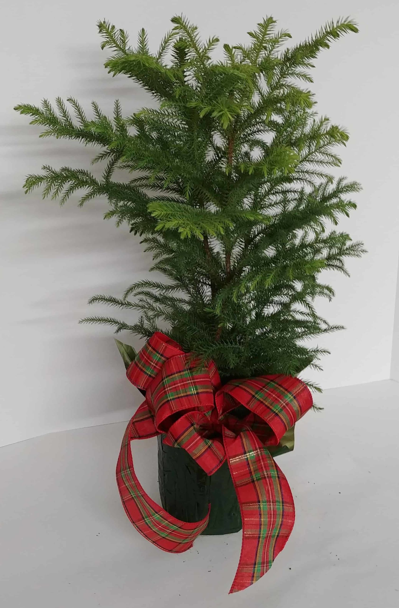 Norfolk Pines Calumet Floral Gifts Norfolk Pines Calumet Floral Gifts
